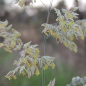 Holcus lanatus at Paddys River, ACT - 6 Oct 2015 07:26 PM