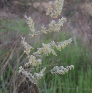 Holcus lanatus at Paddys River, ACT - 6 Oct 2015 07:26 PM