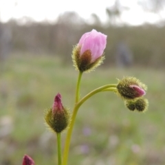 Drosera gunniana (Pale Sundew) at Tennent, ACT - 5 Oct 2015 by michaelb