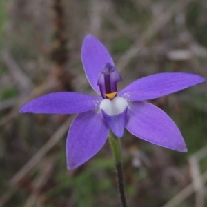 Glossodia major at Tennent, ACT - 5 Oct 2015