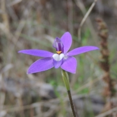 Glossodia major at Tennent, ACT - 5 Oct 2015