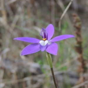 Glossodia major at Tennent, ACT - 5 Oct 2015