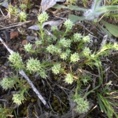 Scleranthus diander (Many-flowered Knawel) at Campbell, ACT - 7 Oct 2015 by SilkeSma