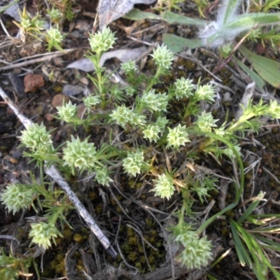 Scleranthus diander (Many-flowered Knawel) at Mount Ainslie - 6 Oct 2015 by SilkeSma