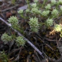 Scleranthus diander at Campbell, ACT - 7 Oct 2015