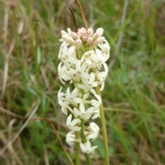 Stackhousia monogyna (Creamy Candles) at ANU Liversidge Precinct - 7 Oct 2015 by TimYiu