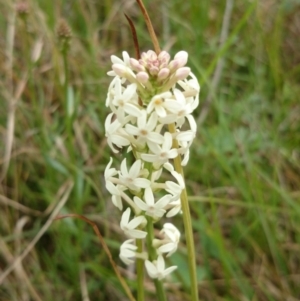 Stackhousia monogyna at Acton, ACT - 8 Oct 2015