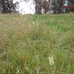 Stackhousia monogyna at Acton, ACT - 8 Oct 2015 12:00 AM