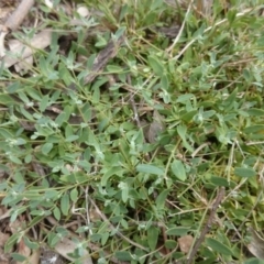 Einadia nutans (Climbing Saltbush) at Acton, ACT - 8 Oct 2015 by TimYiu