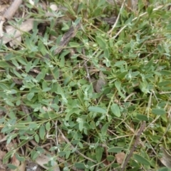 Einadia nutans (Climbing Saltbush) at ANU Liversidge Precinct - 7 Oct 2015 by TimYiu