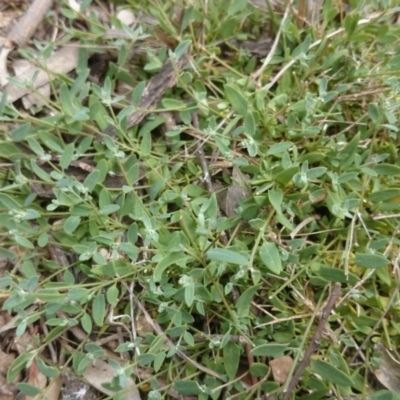 Einadia nutans (Climbing Saltbush) at Mount Ainslie to Black Mountain - 7 Oct 2015 by TimYiu