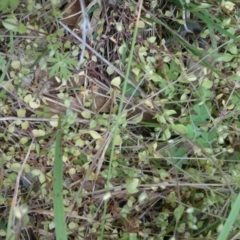 Stellaria media (Common Chickweed) at Mount Ainslie to Black Mountain - 7 Oct 2015 by TimYiu