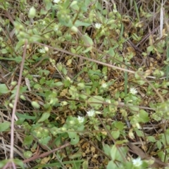 Stellaria media at Acton, ACT - 8 Oct 2015