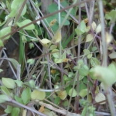 Stellaria media at Acton, ACT - 8 Oct 2015 12:00 AM