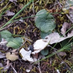 Corysanthes sp. (A Helmet Orchid) at Acton, ACT - 7 Oct 2015 by MattM