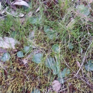 Corysanthes sp. at suppressed - suppressed