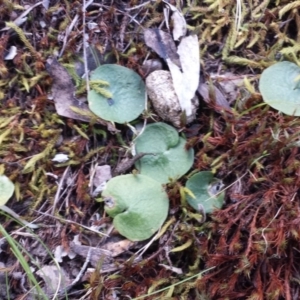 Corysanthes sp. at suppressed - 8 Oct 2015