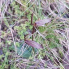 Cyrtostylis reniformis (Common Gnat Orchid) at Acton, ACT - 8 Oct 2015 by MattM