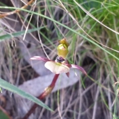 Chiloglottis trapeziformis (Diamond Ant Orchid) at Acton, ACT - 8 Oct 2015 by MattM