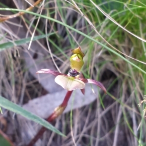 Chiloglottis trapeziformis at Acton, ACT - suppressed