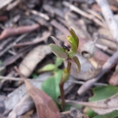 Chiloglottis trapeziformis at Acton, ACT - suppressed