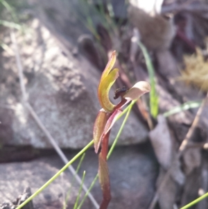 Chiloglottis trapeziformis at Acton, ACT - suppressed