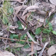 Chiloglottis trapeziformis at Acton, ACT - suppressed