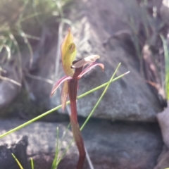 Chiloglottis trapeziformis at Acton, ACT - suppressed