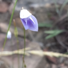 Wahlenbergia sp. (Bluebell) at Acton, ACT - 8 Oct 2015 by MattM