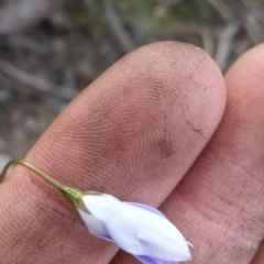 Wahlenbergia sp. at Acton, ACT - 8 Oct 2015