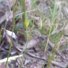 Wahlenbergia sp. at Acton, ACT - 8 Oct 2015
