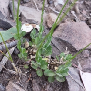 Wahlenbergia sp. at Acton, ACT - 8 Oct 2015