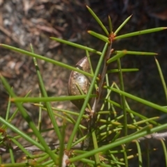 Hakea (genus) at Bruce, ACT - 10 Feb 2014 by JanetRussell