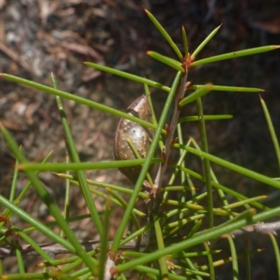 Hakea sp. at Bruce, ACT - 9 Feb 2014 by JanetRussell