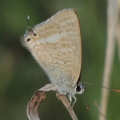 Lampides boeticus (Long-tailed Pea-blue) at Calwell, ACT - 8 Oct 2015 by MichaelBedingfield