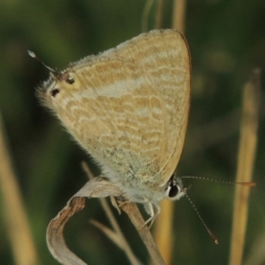 Lampides boeticus at Calwell, ACT - 8 Oct 2015 06:41 PM