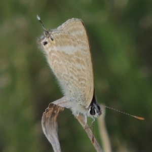 Lampides boeticus at Calwell, ACT - 8 Oct 2015 06:41 PM