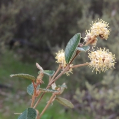 Pomaderris betulina subsp. actensis (Canberra Pomaderris) at Namadgi National Park - 5 Oct 2015 by michaelb