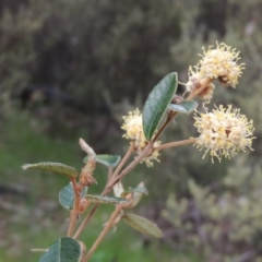 Pomaderris betulina subsp. actensis (Canberra Pomaderris) at Tennent, ACT - 5 Oct 2015 by MichaelBedingfield