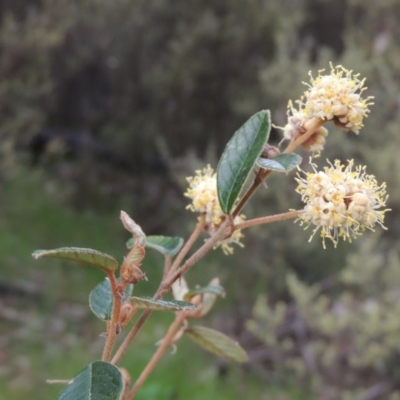 Pomaderris betulina subsp. actensis (Canberra Pomaderris) at Tennent, ACT - 5 Oct 2015 by MichaelBedingfield