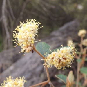 Pomaderris betulina subsp. actensis at Tennent, ACT - 5 Oct 2015 05:58 PM