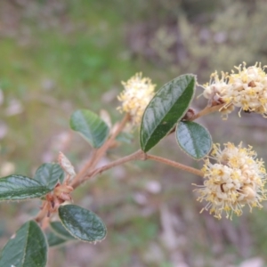 Pomaderris betulina subsp. actensis at Tennent, ACT - 5 Oct 2015