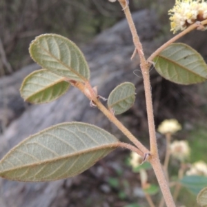 Pomaderris betulina subsp. actensis at Tennent, ACT - 5 Oct 2015