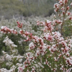 Micromyrtus ciliata (Fringed Heath-myrtle) at Tennent, ACT - 5 Oct 2015 by MichaelBedingfield