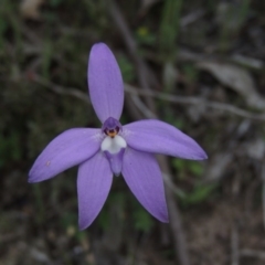 Glossodia major (Wax Lip Orchid) at Tennent, ACT - 5 Oct 2015 by MichaelBedingfield