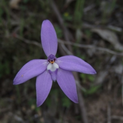 Glossodia major (Wax Lip Orchid) at Tennent, ACT - 5 Oct 2015 by michaelb