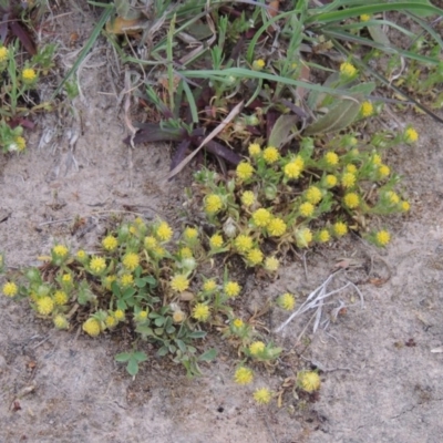 Triptilodiscus pygmaeus (Annual Daisy) at Namadgi National Park - 5 Oct 2015 by michaelb