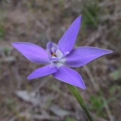 Glossodia major (Wax Lip Orchid) at Tennent, ACT - 5 Oct 2015 by MichaelBedingfield