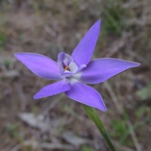 Glossodia major at Tennent, ACT - suppressed