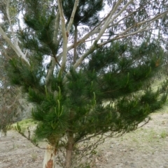 Pinus radiata (Monterey or Radiata Pine) at Fadden, ACT - 9 Oct 2015 by ArcherCallaway